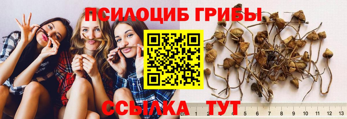 хочу   Галлюциногенные грибы Psilocybine cubensis  Вход с VPN  Мытищи 